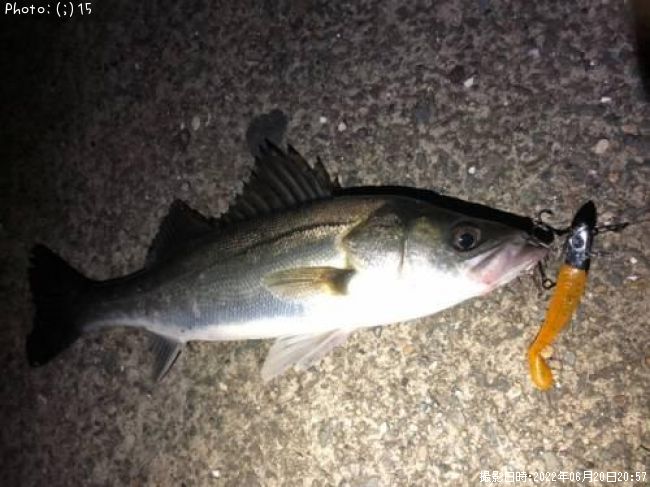 �����Х������쥤