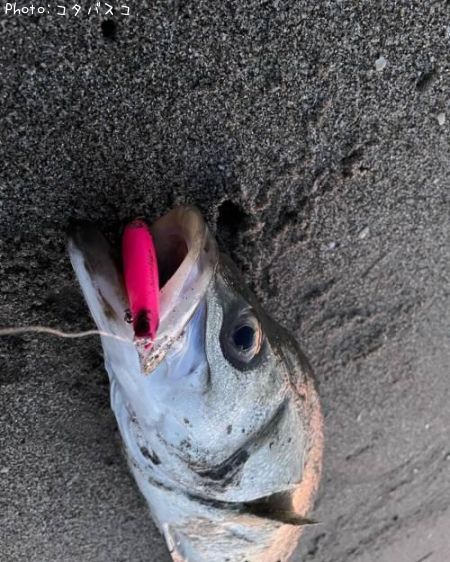 �����Х�