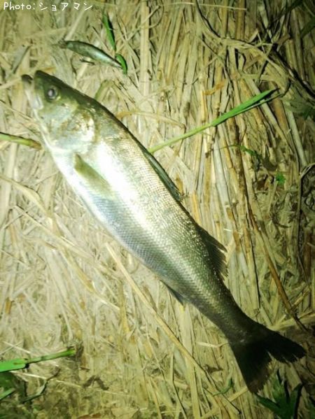 �����Х�