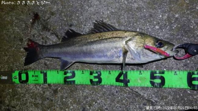 �����Х�����������