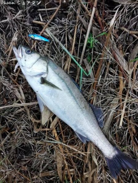 �����Х�