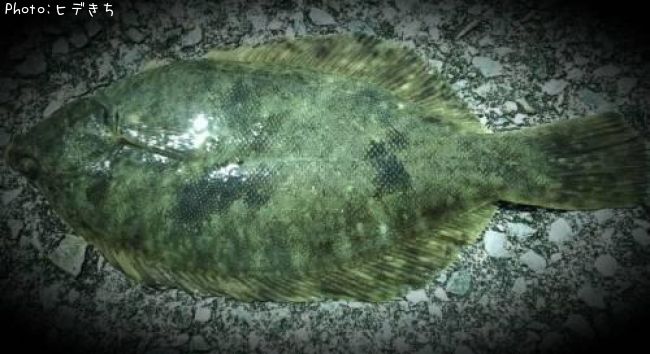 �ޥ����쥤