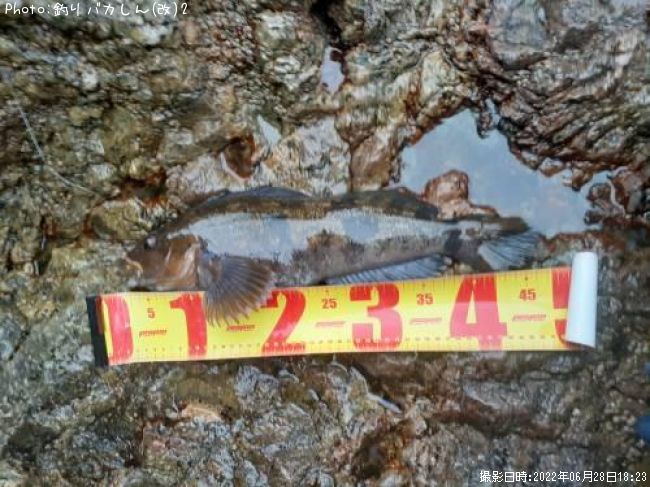 �����ʥ�