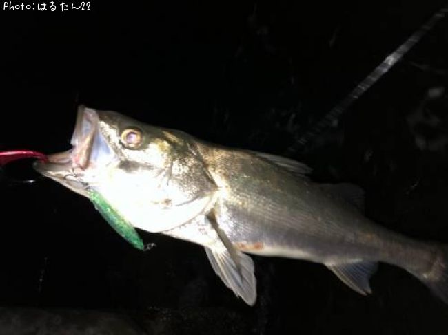 �����Х�