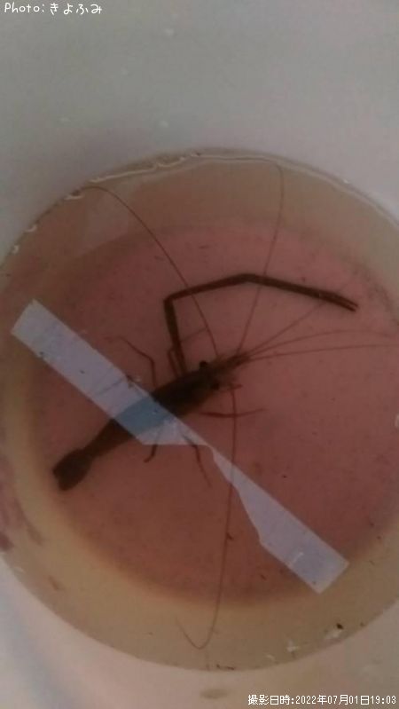 �ƥʥ�����