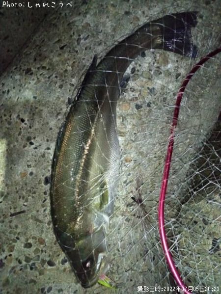 �����Х�