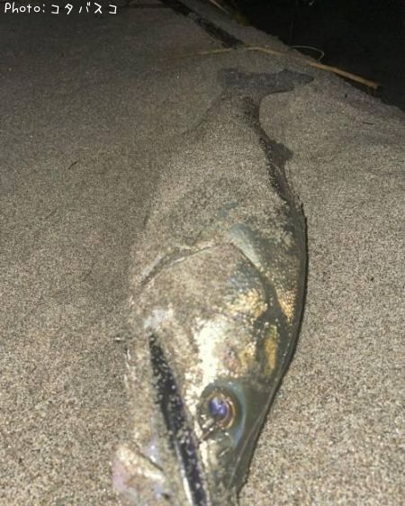 �����Х�