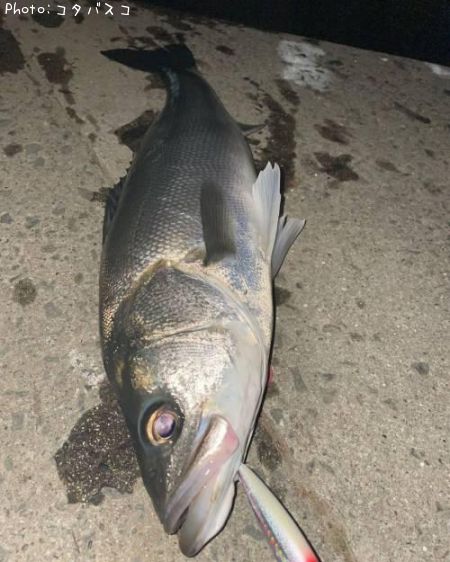 �����Х�