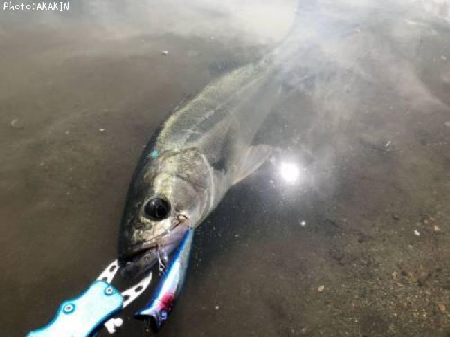 �����Х�