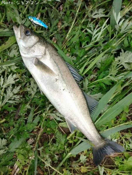 �����Х�