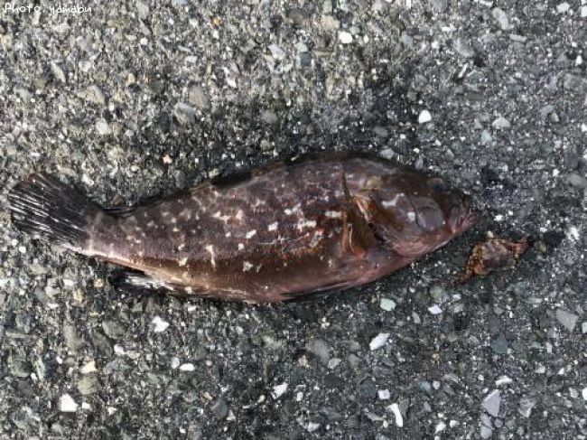 �����ϥ�