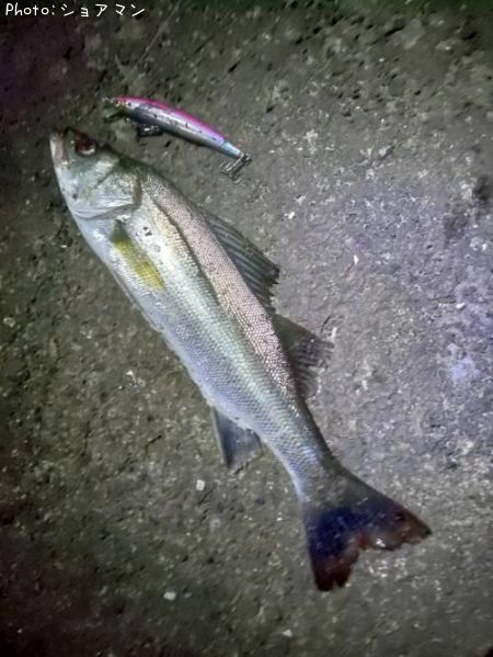 �����Х�