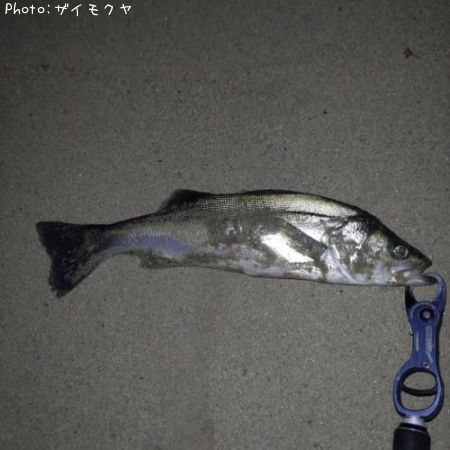 �����Х�