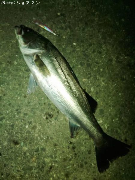 �����Х�