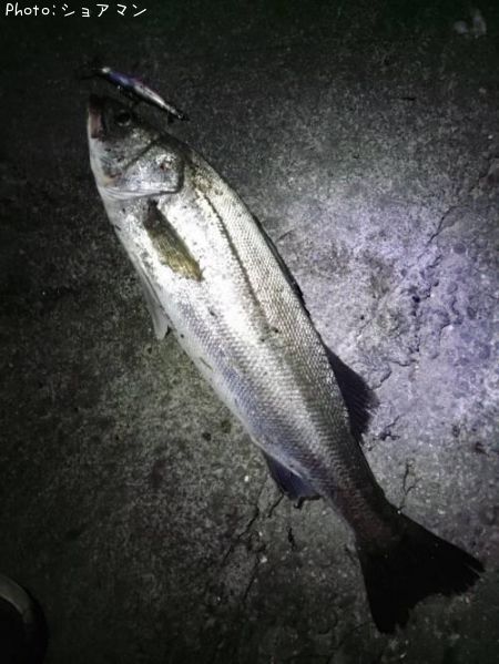 �����Х�