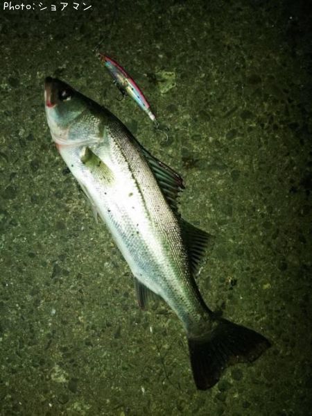 �����Х�