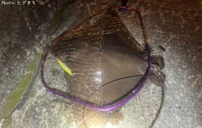 �ʥ�ȥӥ���