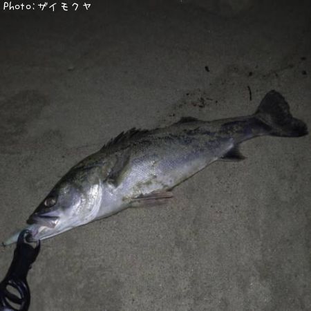 �����Х�