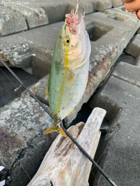 �ե��饮