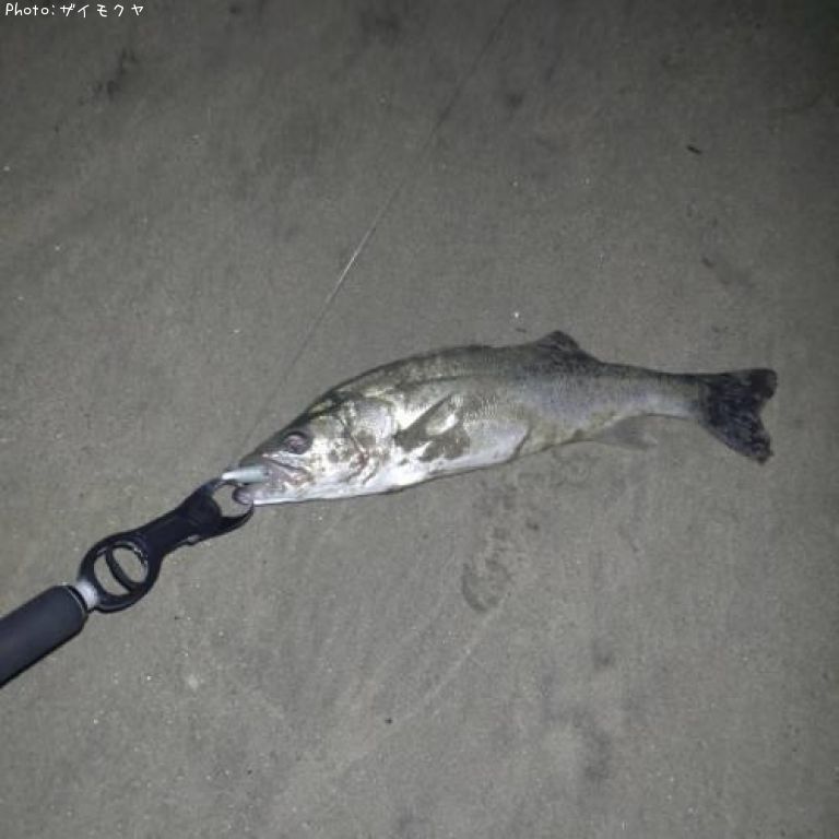 �����Х�