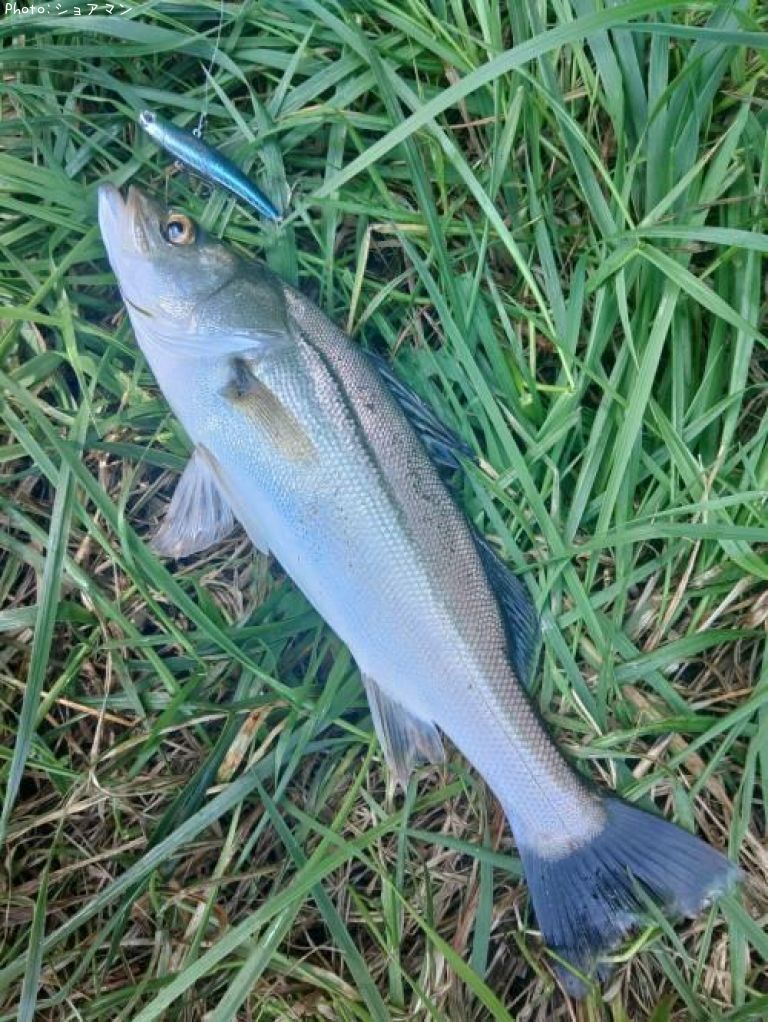 �����Х�