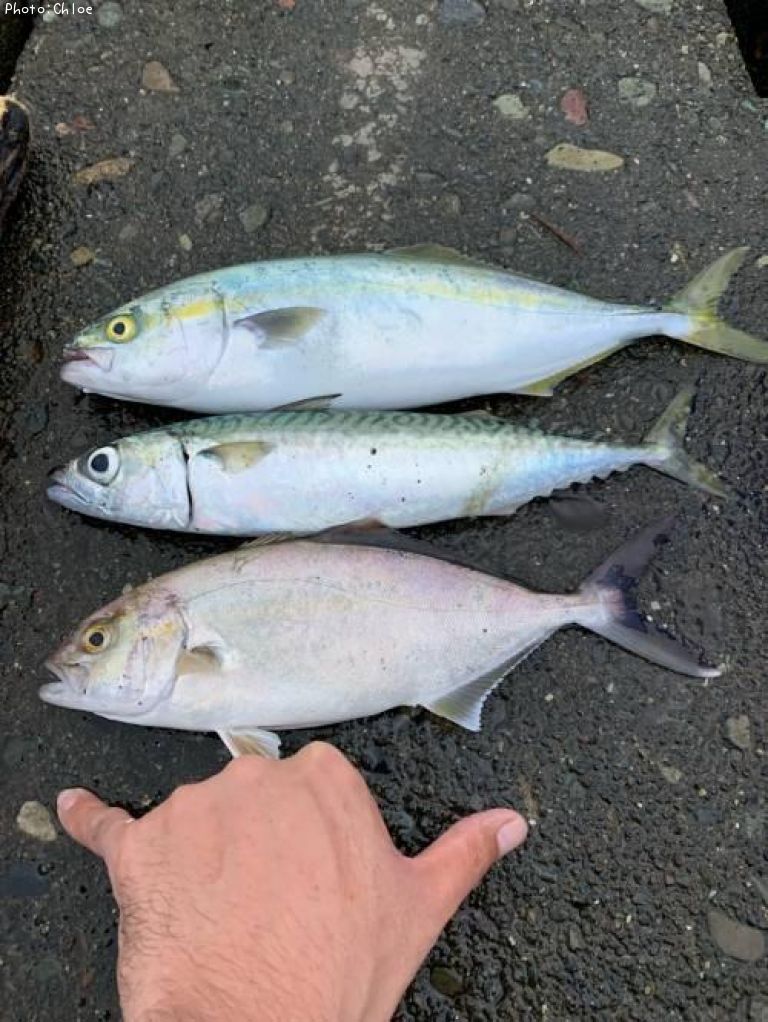 ��ʪ����