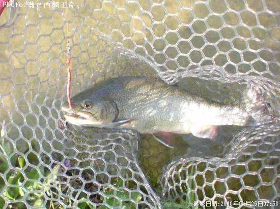 �֥�å��ȥ饦��