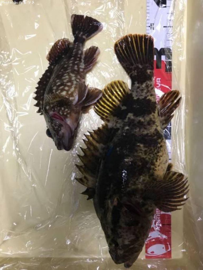 �����Υ���Х�