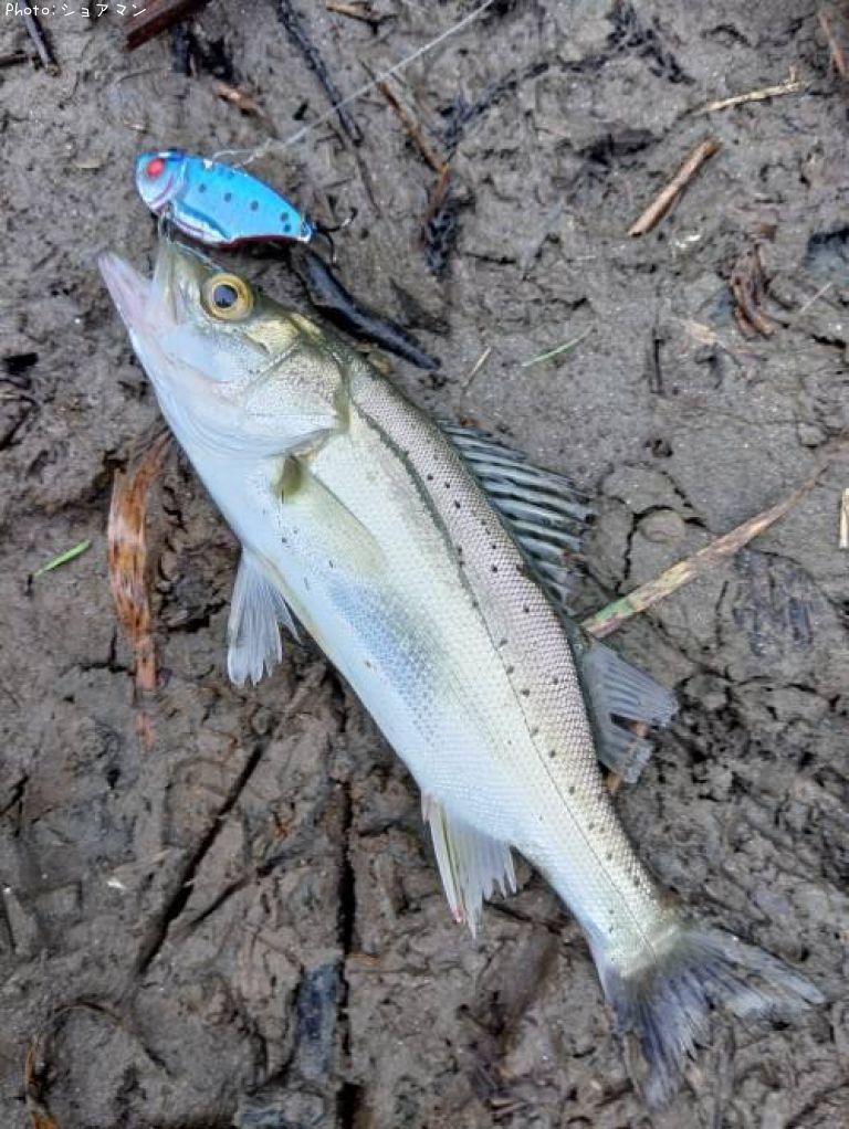 �����Х�