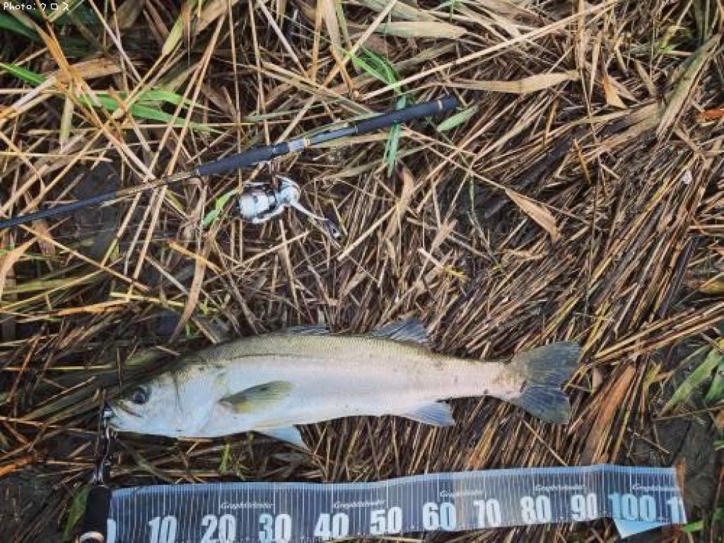 �����Х�