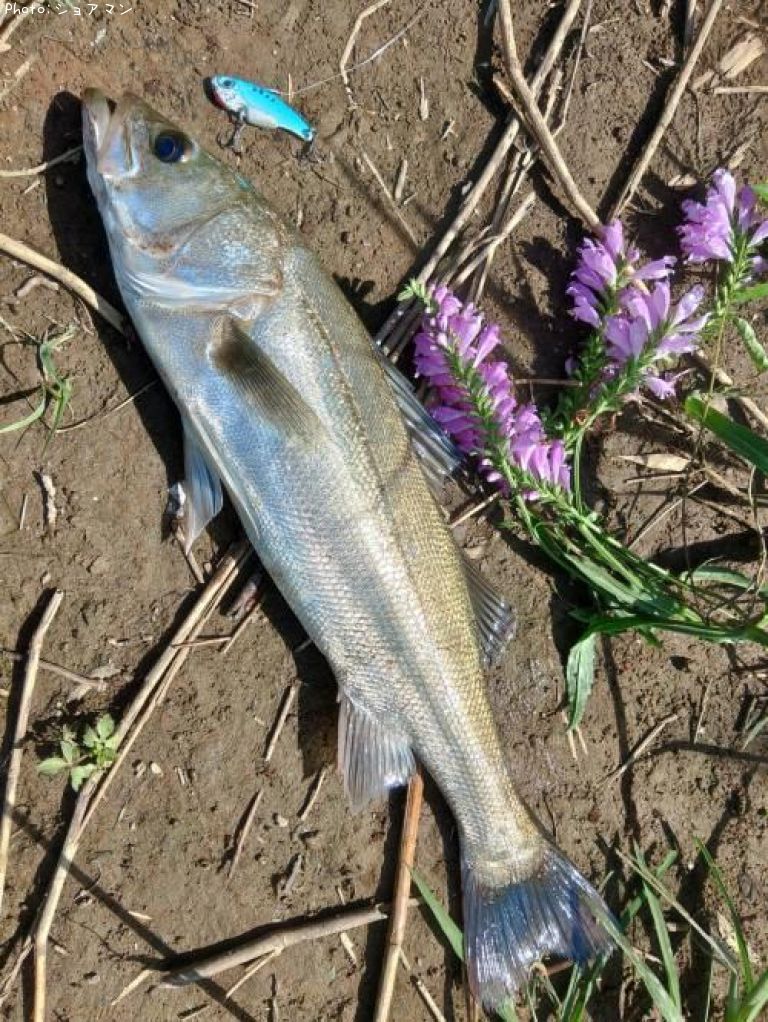 �����Х�