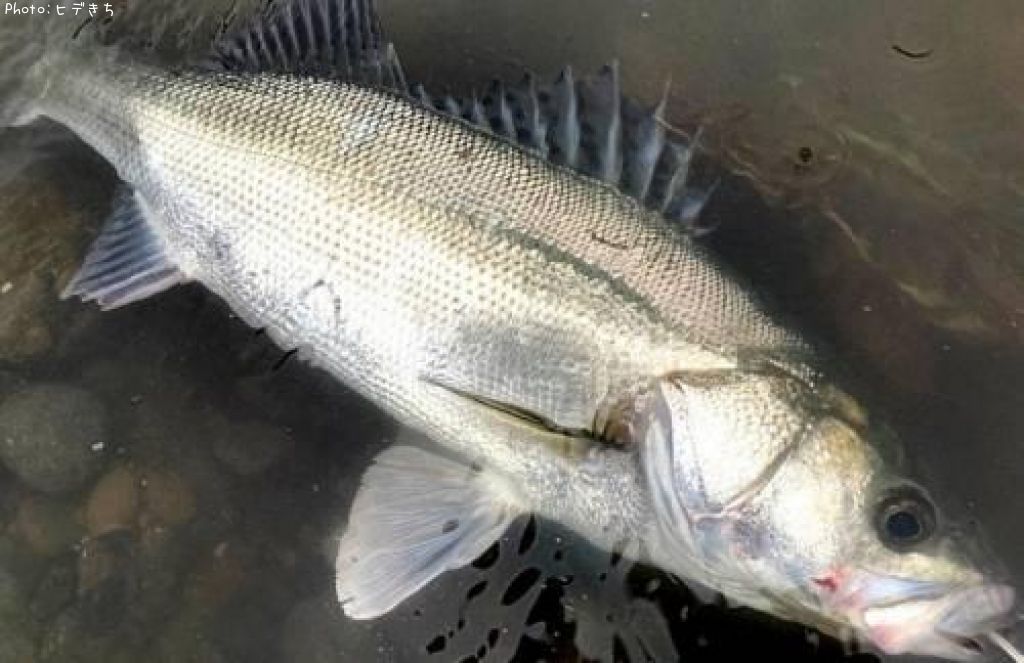 �����Х�