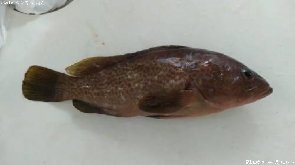 �����ϥ�