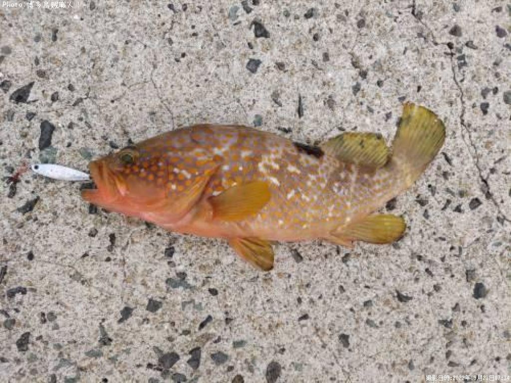 �����ϥ�