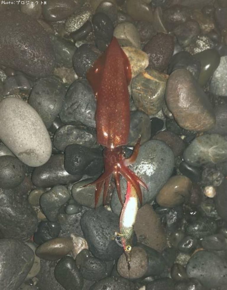 ����ɥ�����