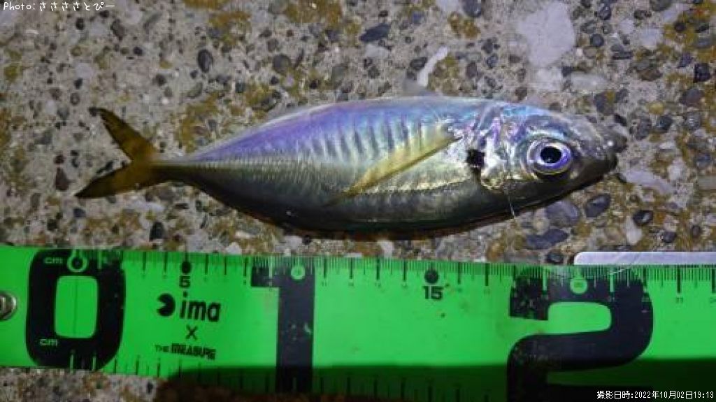 �����������Х�