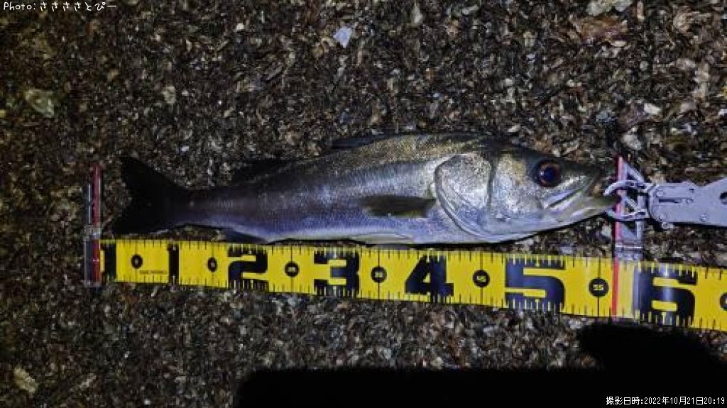 �����Х�������