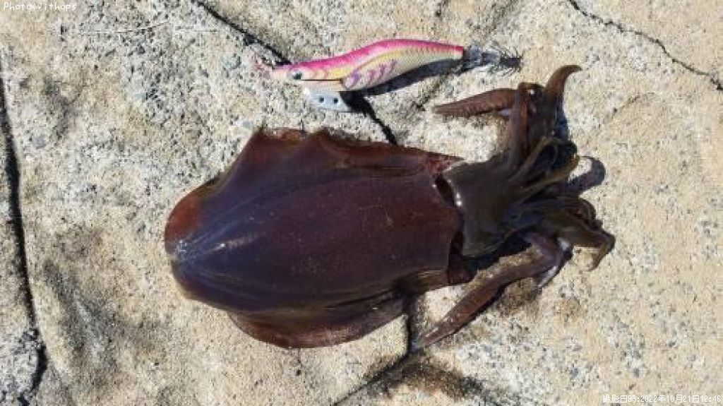 �����ꥤ��