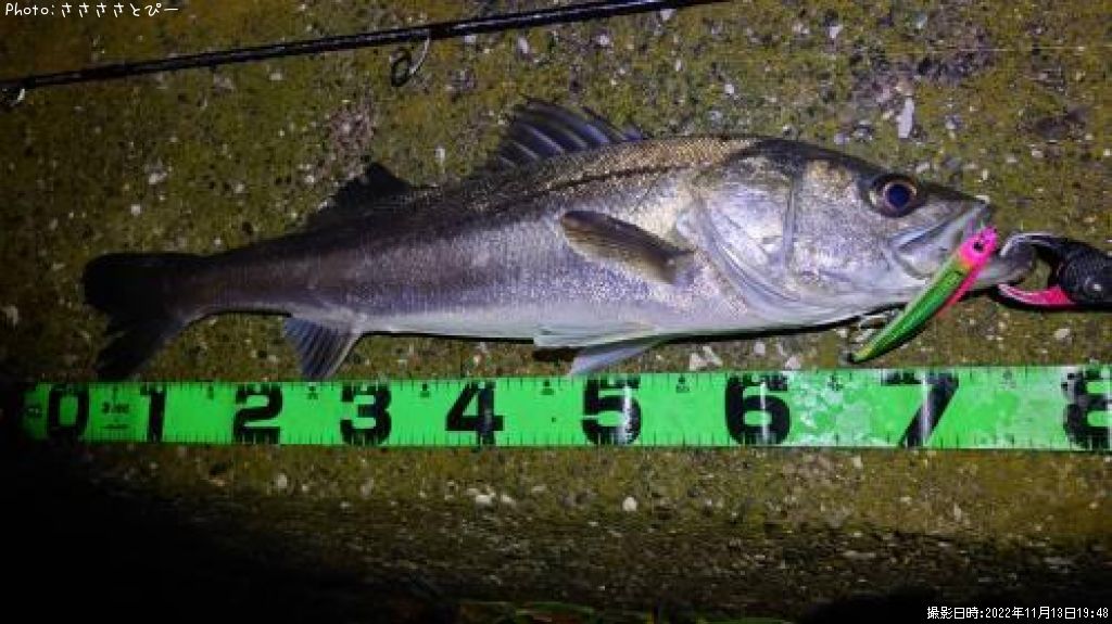 �����Х�������