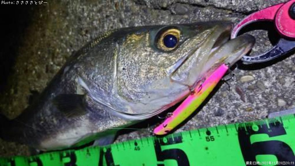 �����Х�