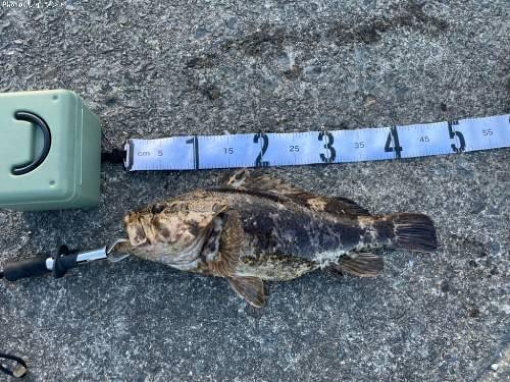 �٥å�������