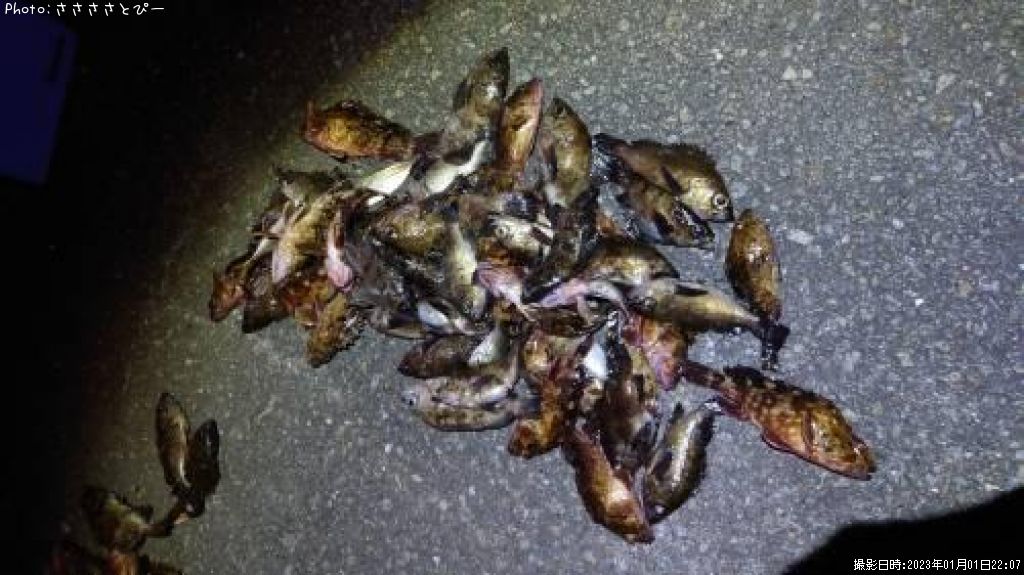 ��Х��������������