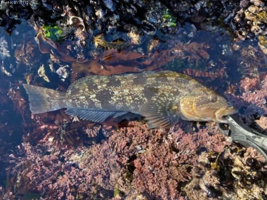 �����ʥ�