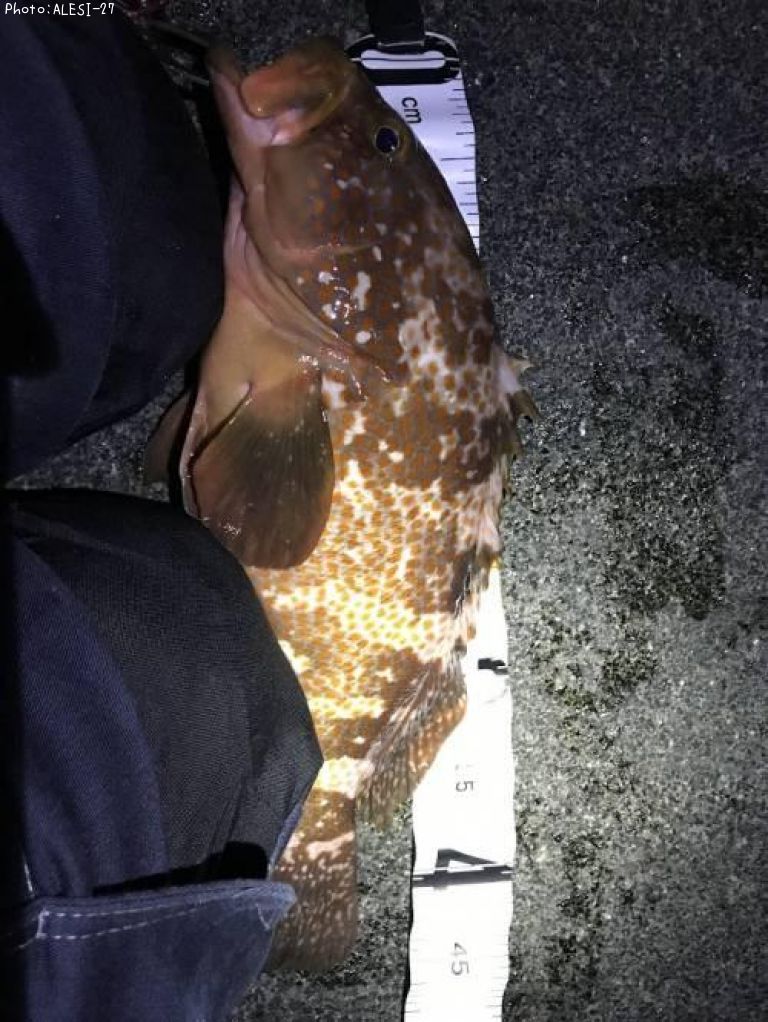 �����ϥ�