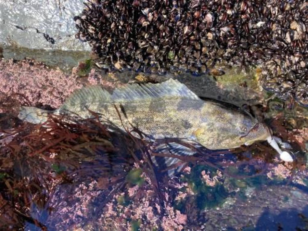 �����ʥ�