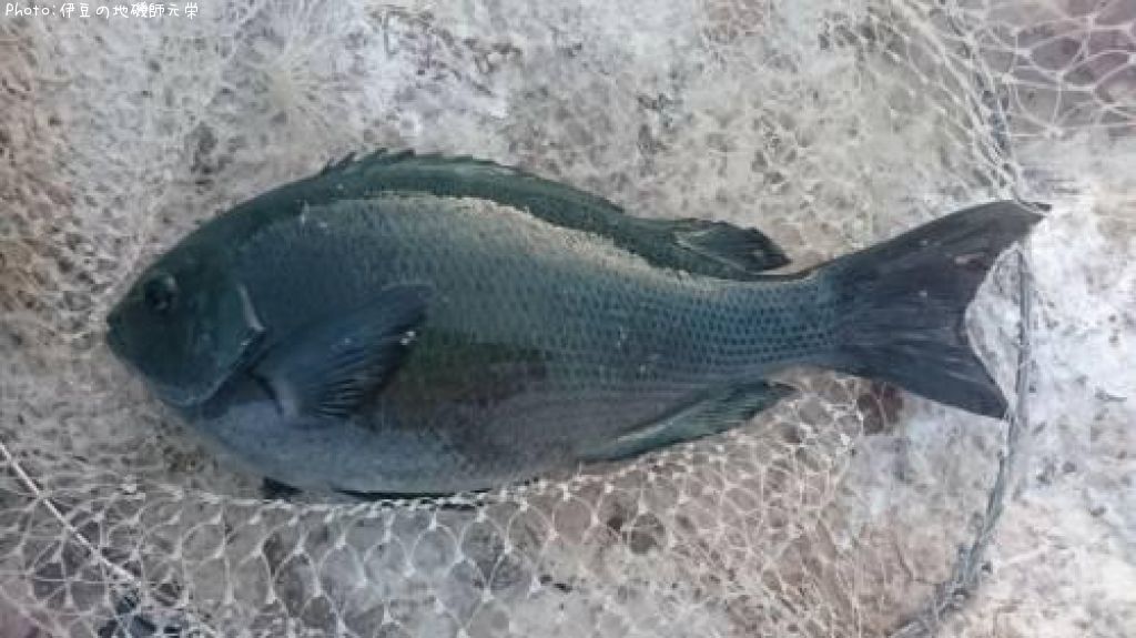 �����᥸��