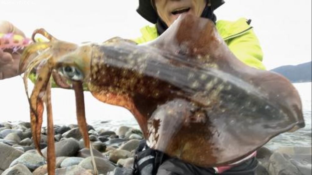 �����ꥤ��