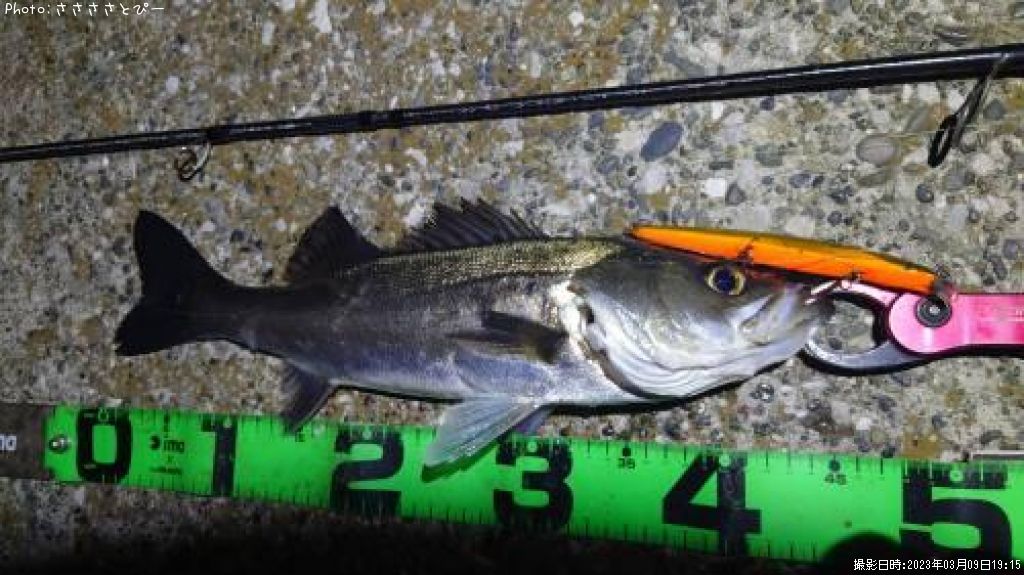 �����Х�