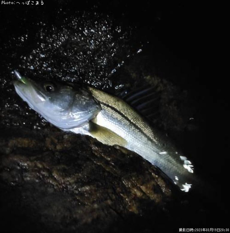 �����Х�