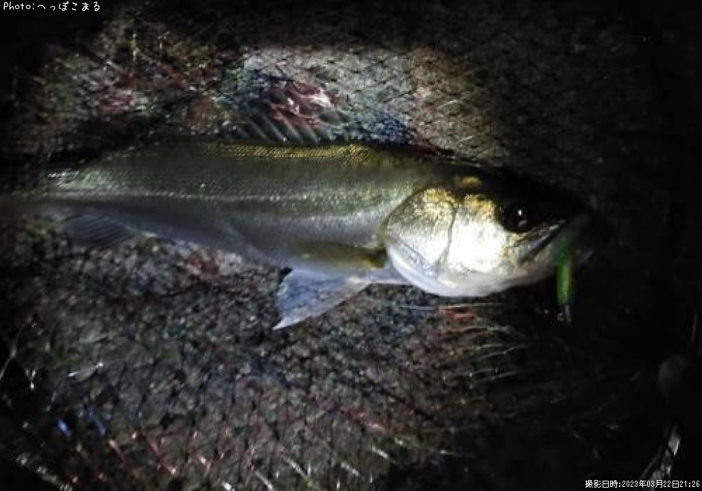 �����Х�